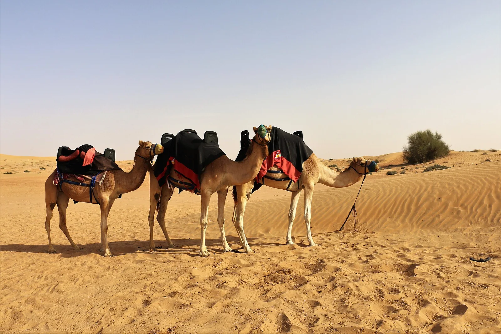 Standard Desert Safari Dubai with Camel Ride and Live Shows