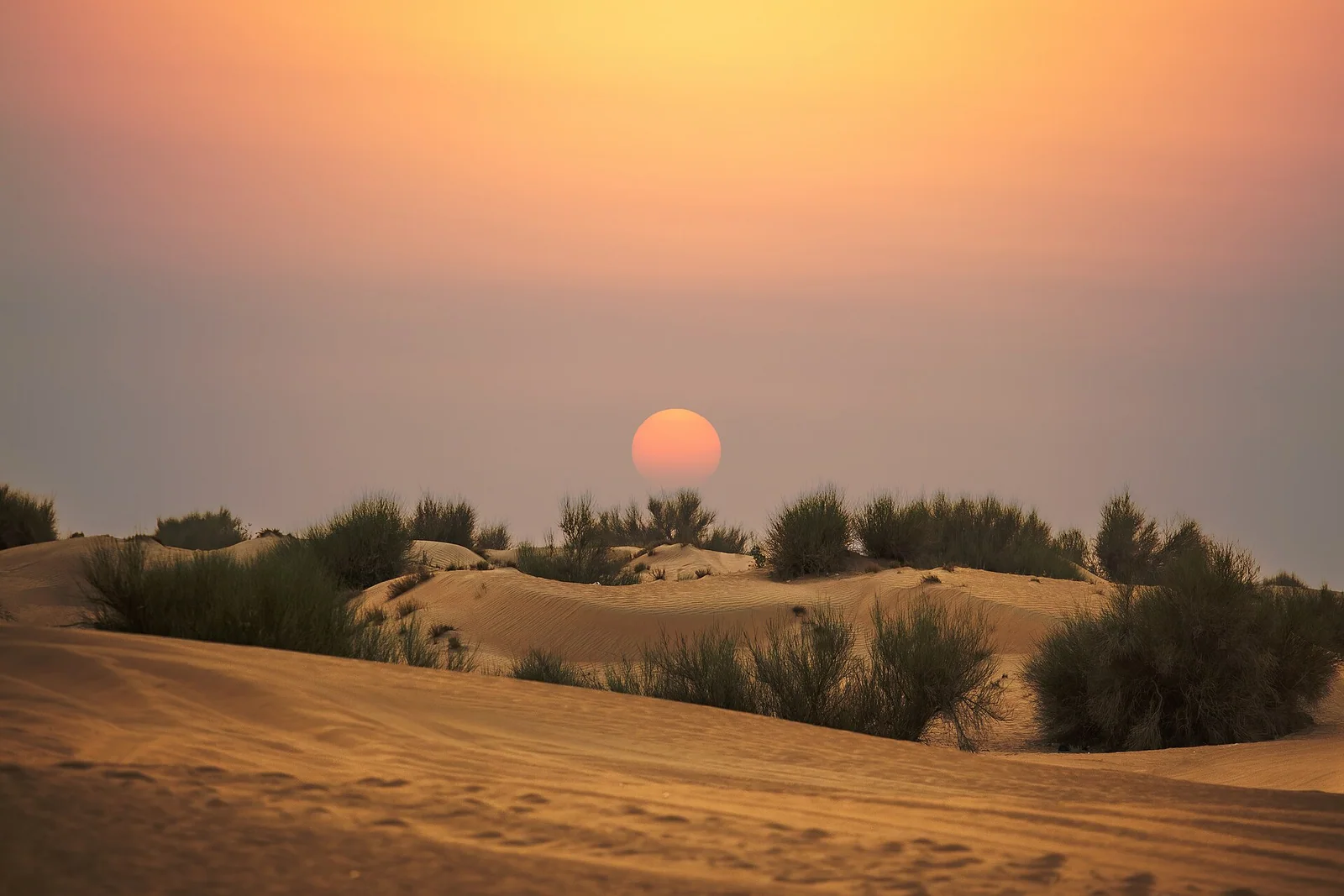 Premium Desert Safari Dubai with Table Service and Boutique Camp