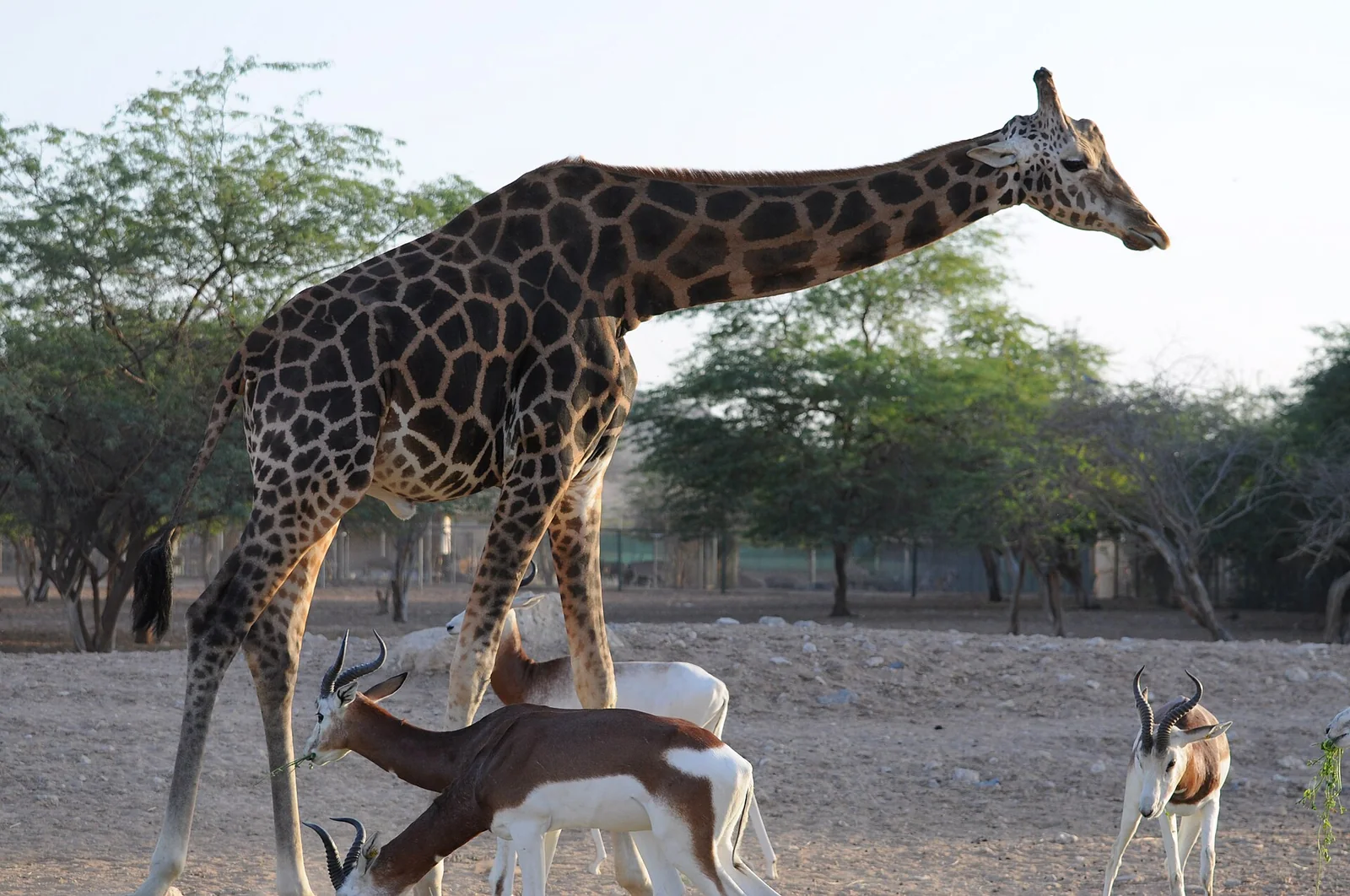 Dubai Safari Park Tickets