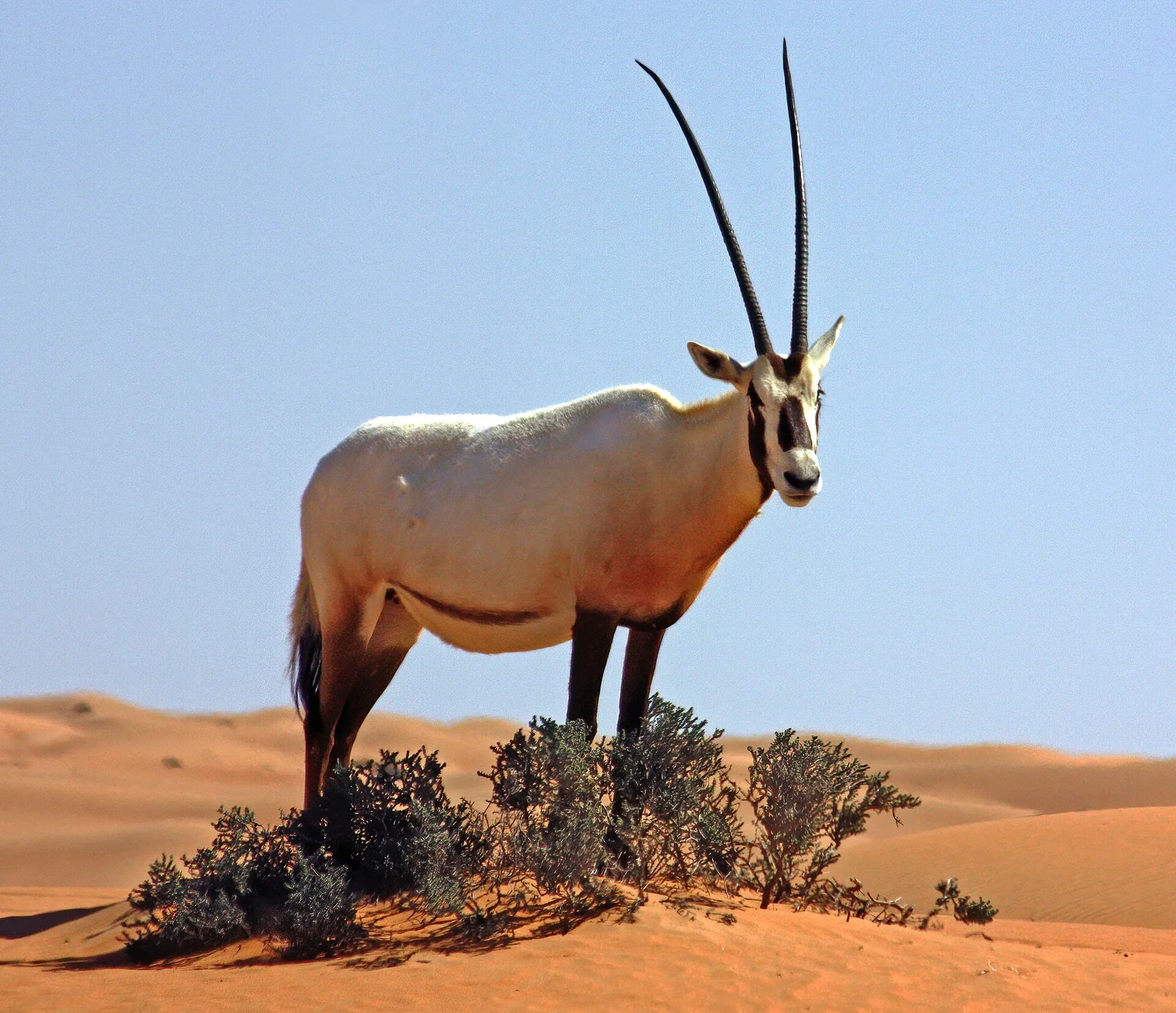 Luxury Desert Safari Dubai in a Conservation Reserve